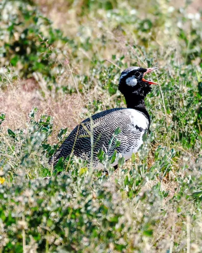 weissfluegeltrappe im etosha nationalpark