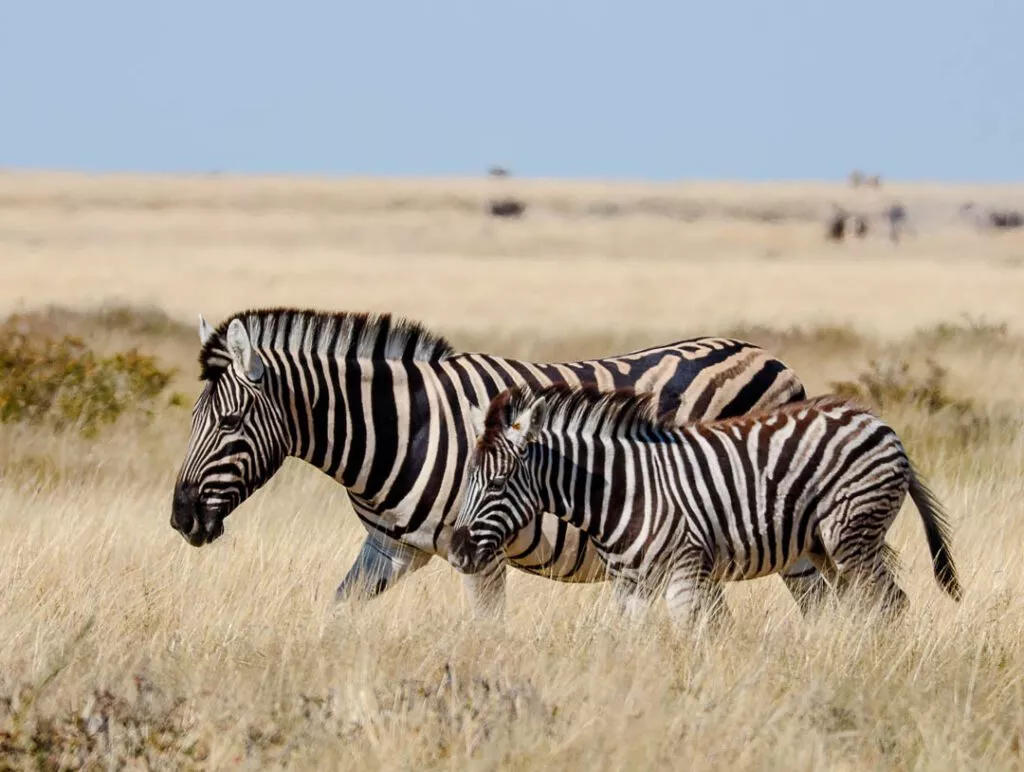 zahlreiche zebraherden im etosha nationalpark namibia