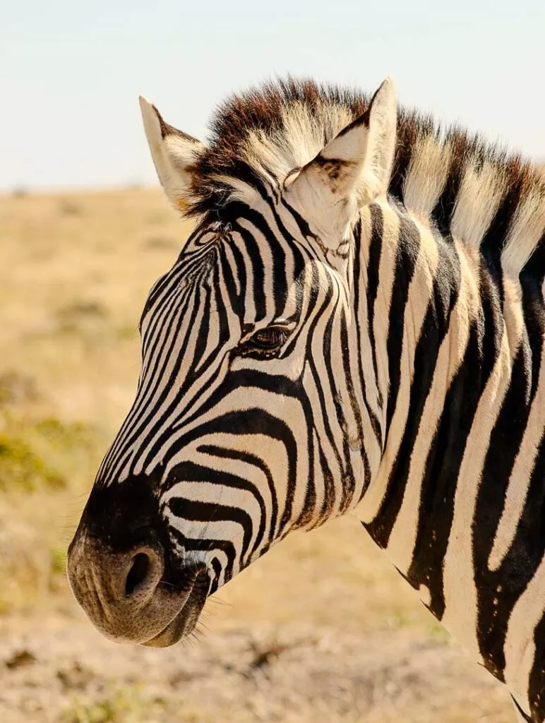 zebrakopf als nahaufnahme