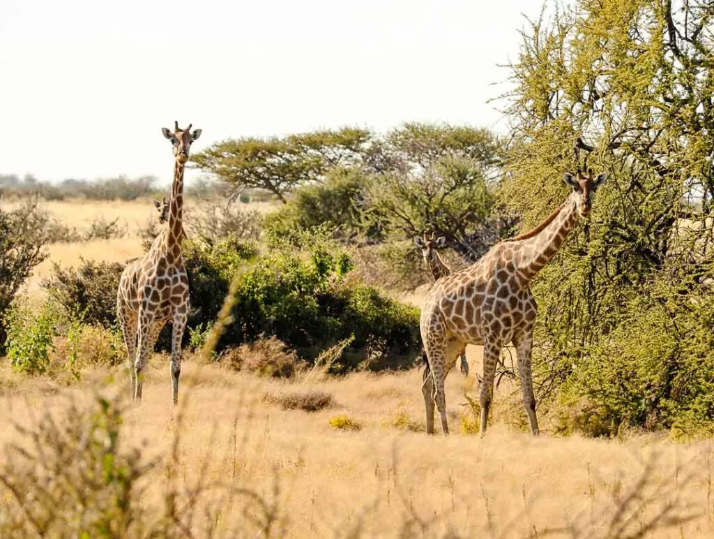 zwei giraffen und ein giraffenbaby im hintergrund im etosha nationalpark