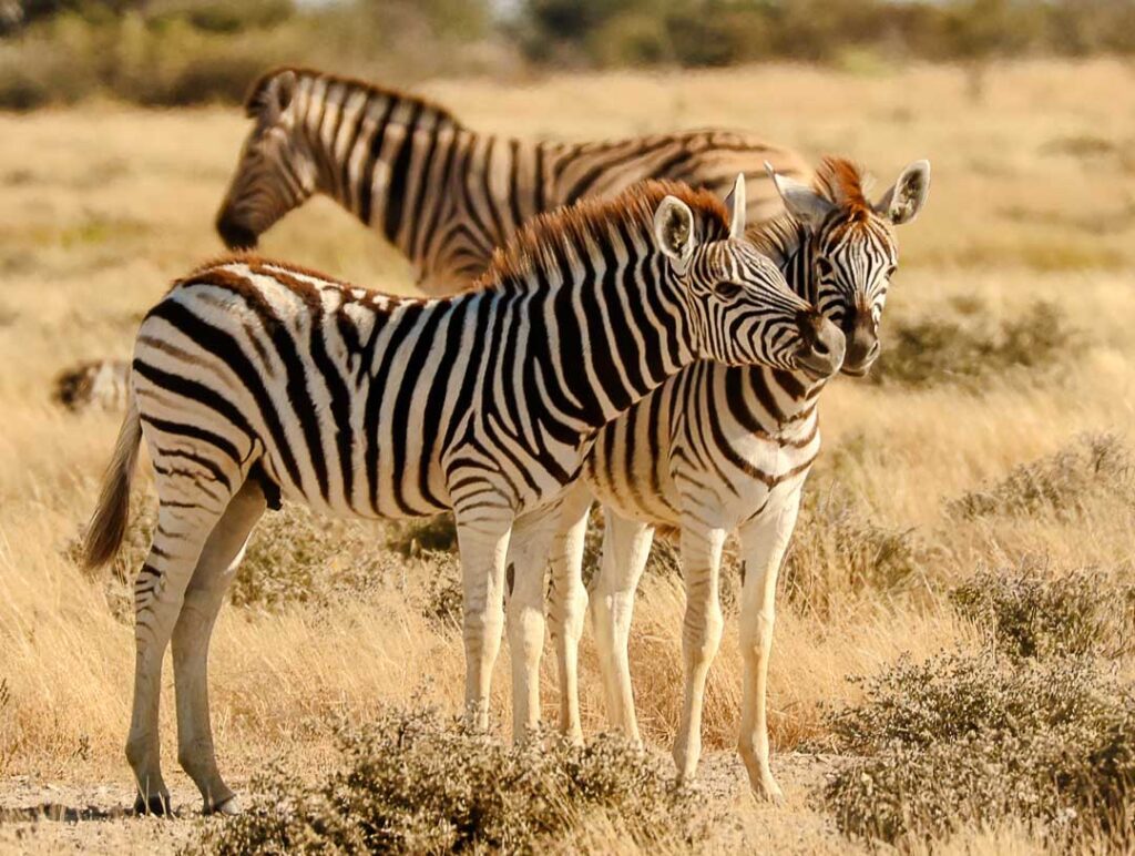 Zwei Zebrababys Im Etosha Nationalpark