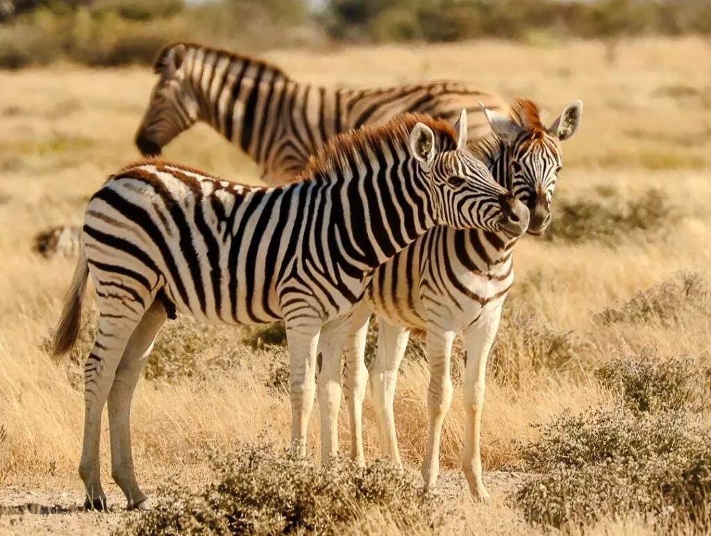 zwei zebrababys im etosha nationalpark
