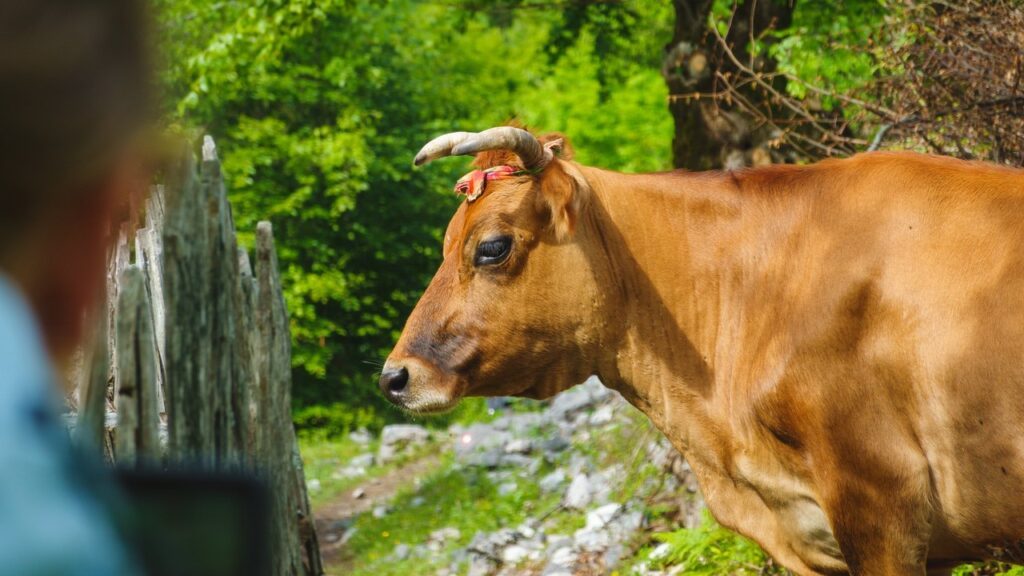 albanien kuh in valbona
