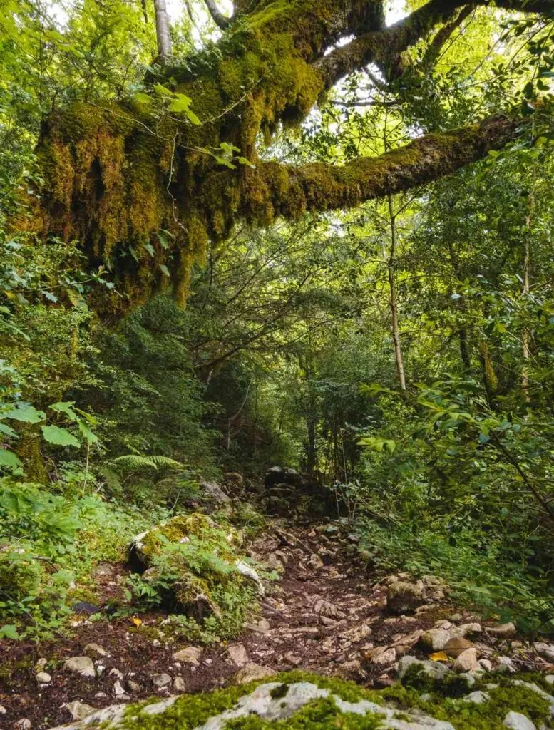 albanien wanderung llogara pass wald Albanien Wanderung Llogara Pass Wald