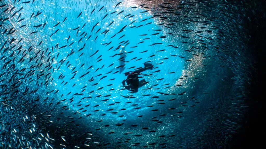 Beitragsbild Philippinen 2 Wochen Tauchen