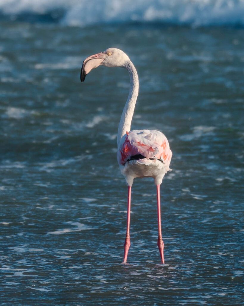 flamingo im tsau khaeb nationalpark luederitz