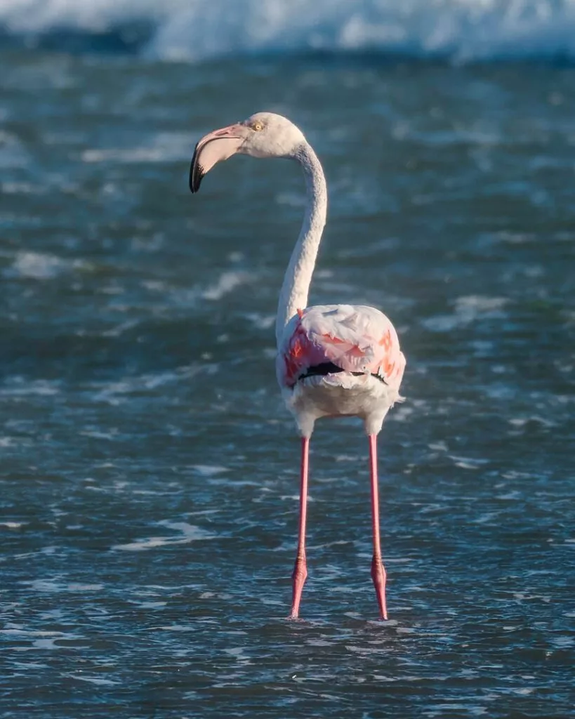 flamingo im tsau khaeb nationalpark luederitz