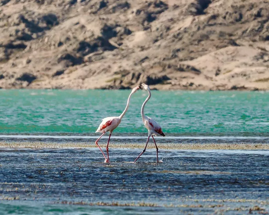 flamingos im tsau khaeb nationalpark luederitz namibia 2