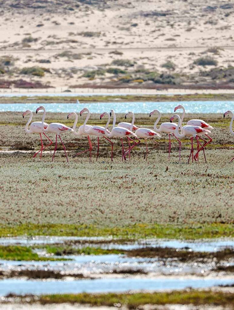 flamingos im tsau khaeb nationalpark luederitz namibia