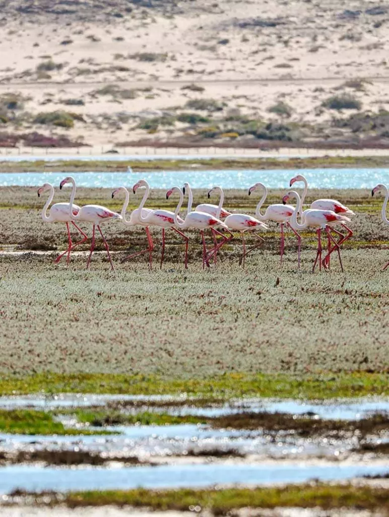flamingos im tsau khaeb nationalpark luederitz namibia