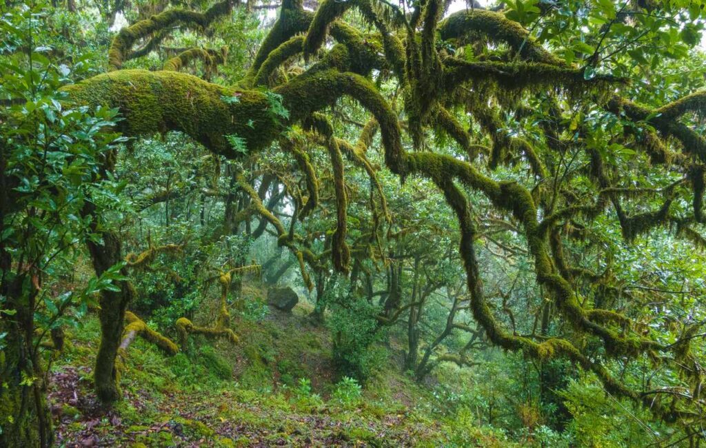madeira fanal feenwald