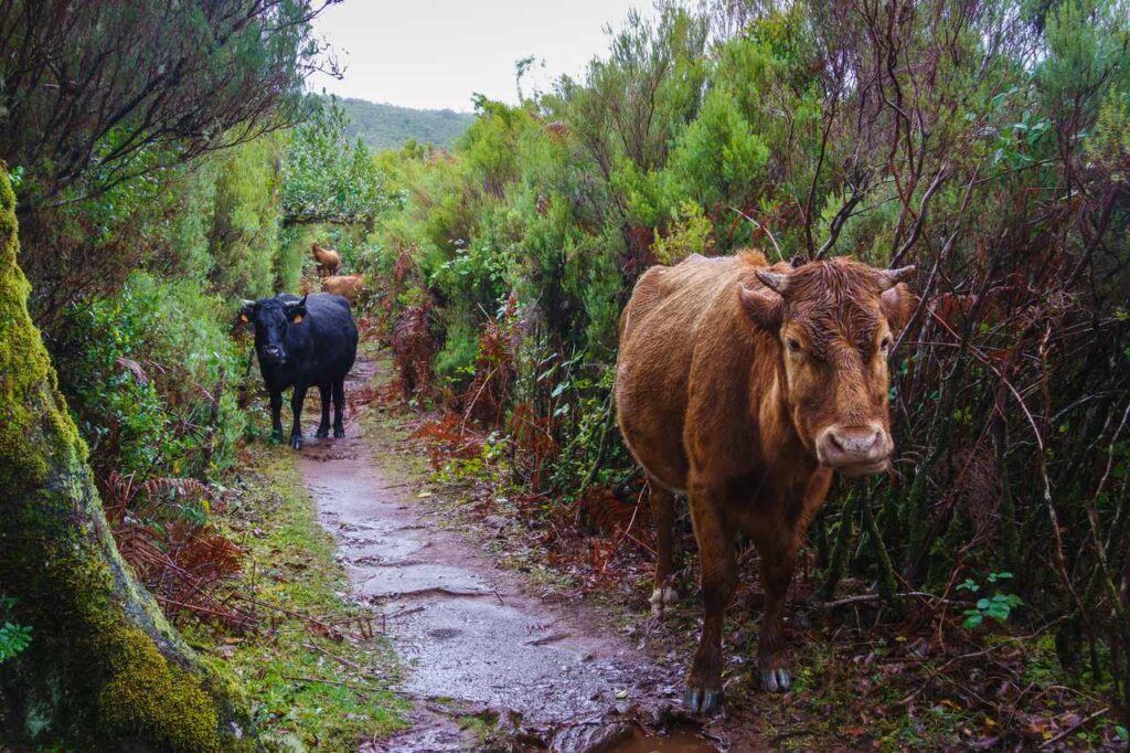 madeira kuehe in fanal