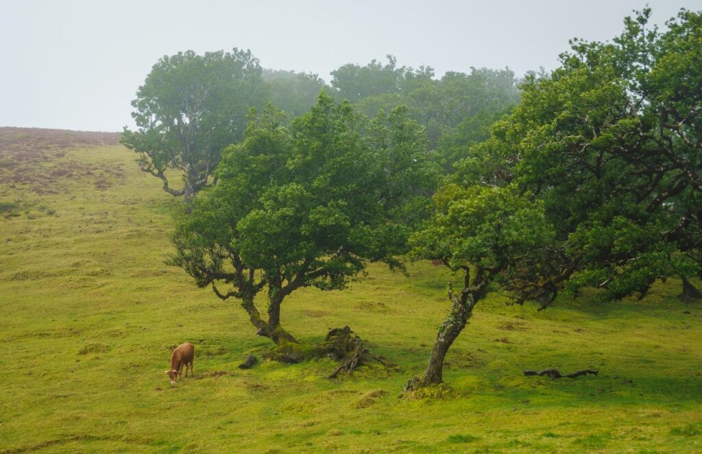 madeira mystische stimmung in fanal