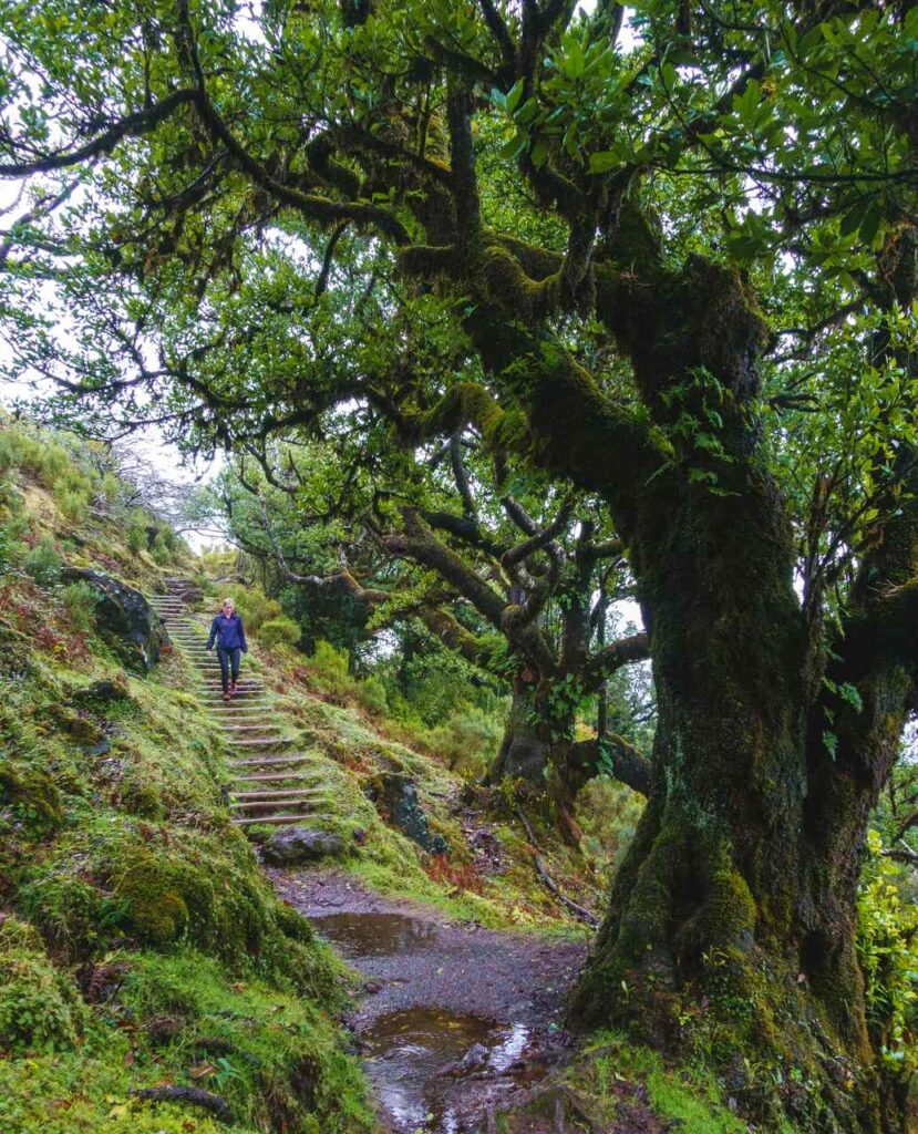 madeira stufen im fanal feenwald
