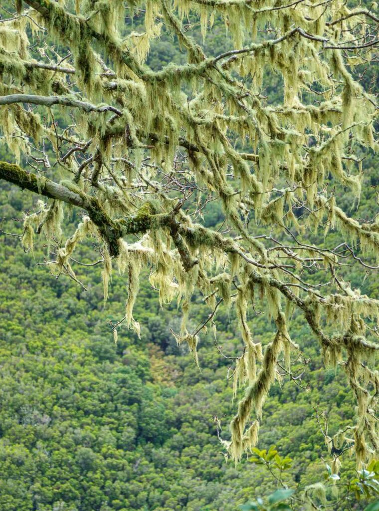 madeira verwunschene aeste