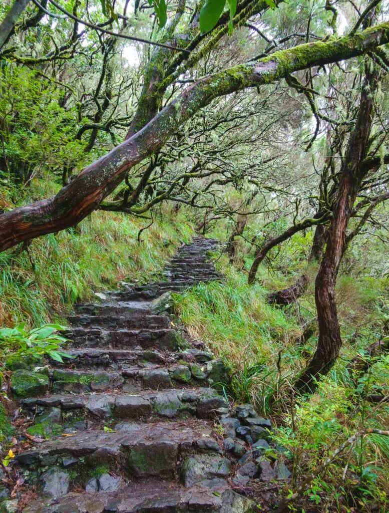 madeira wanderweg mit stufen