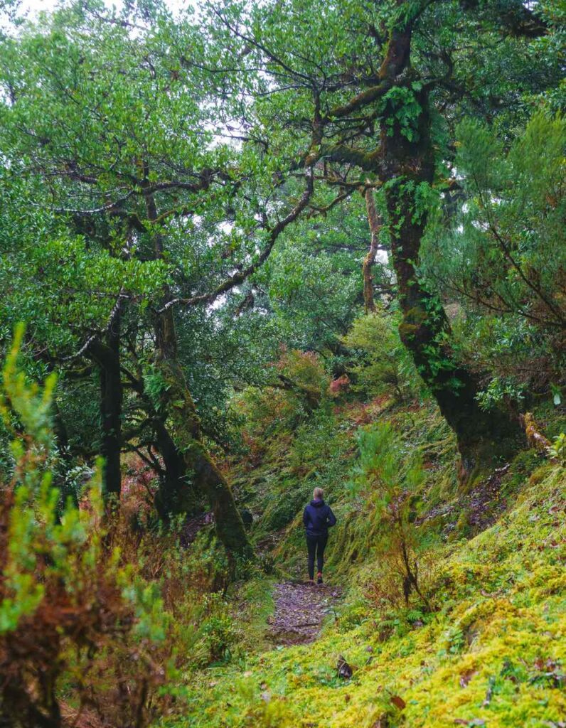 madeira wege im fanal feenwald
