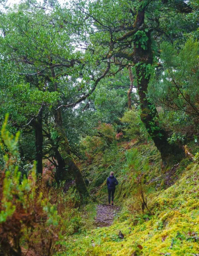 madeira wege im fanal feenwald