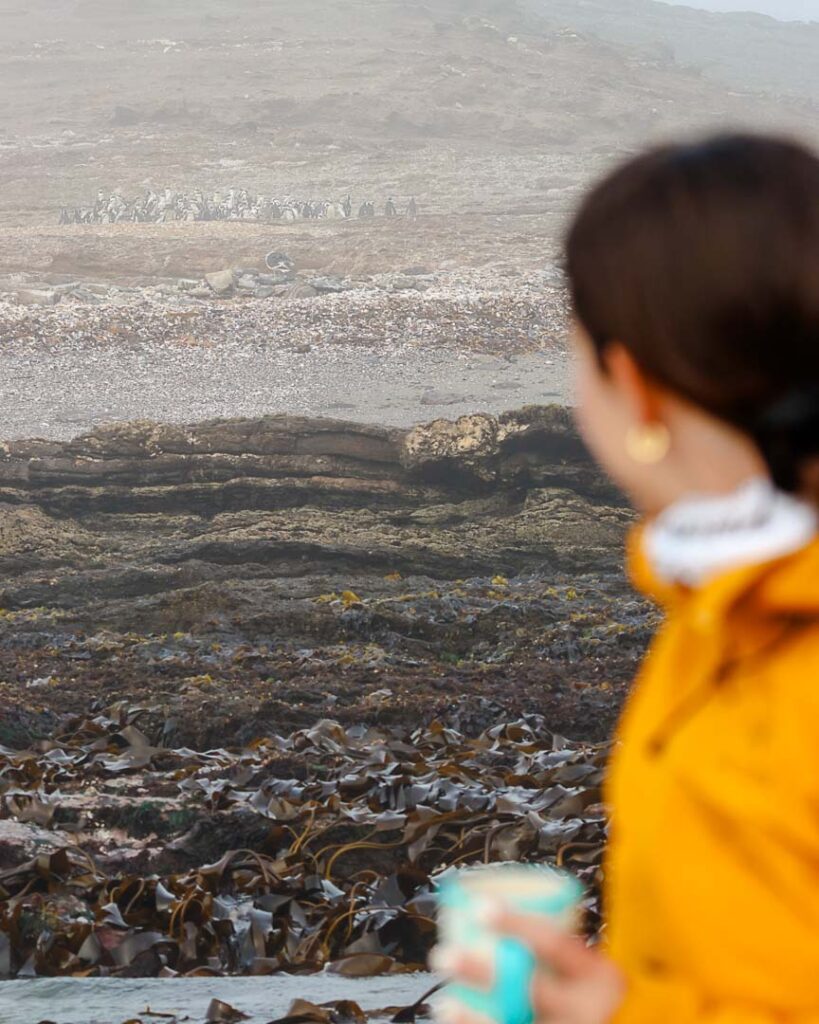 mit heisser schokolade in der hand pinguine beobachten