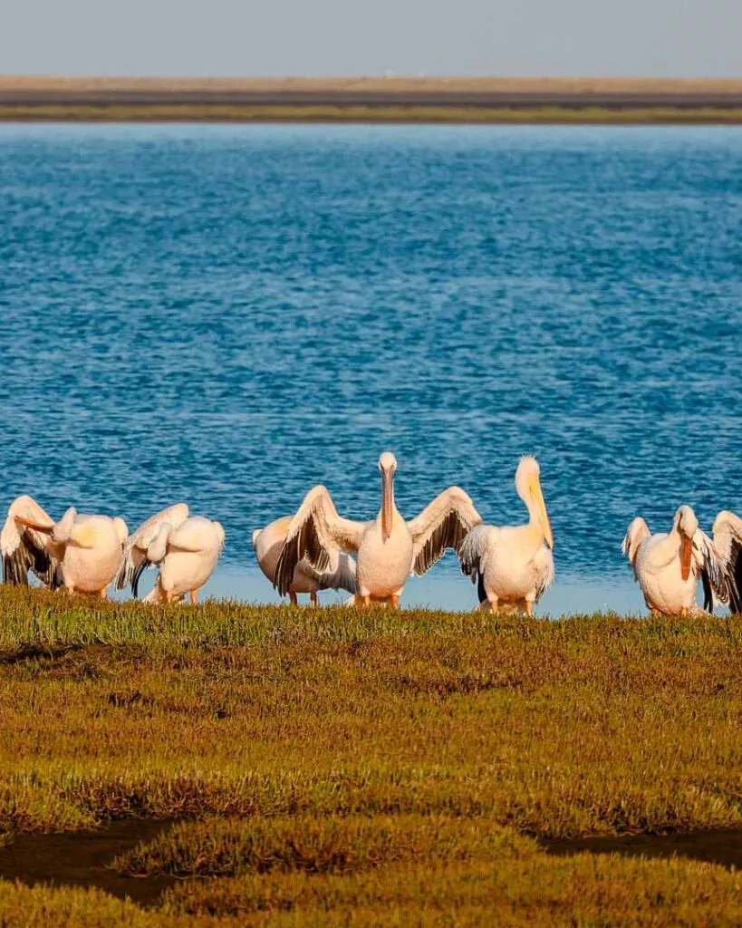 pelikane bei kajaktour in walvis bay Pelikane bei Kajaktour in Walvis Bay