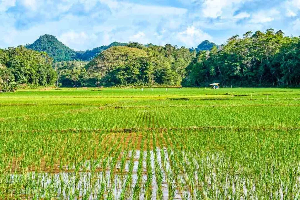philippinen bohol reisterrassen