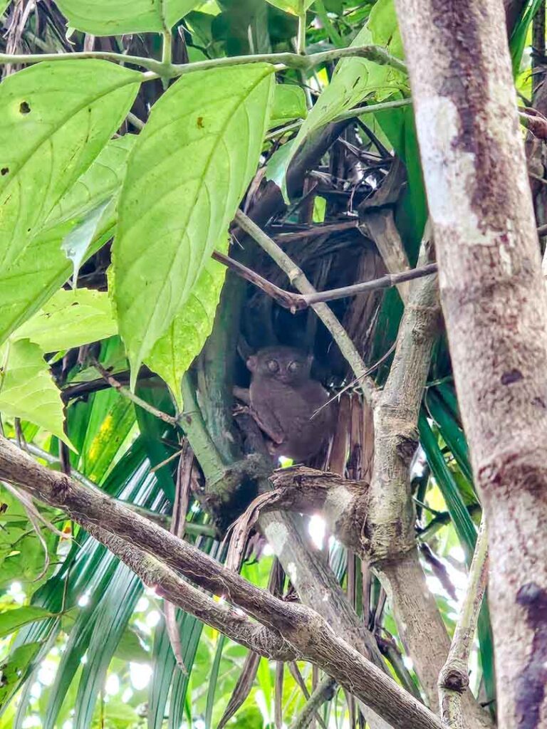 Philippinen Bohol Tasier
