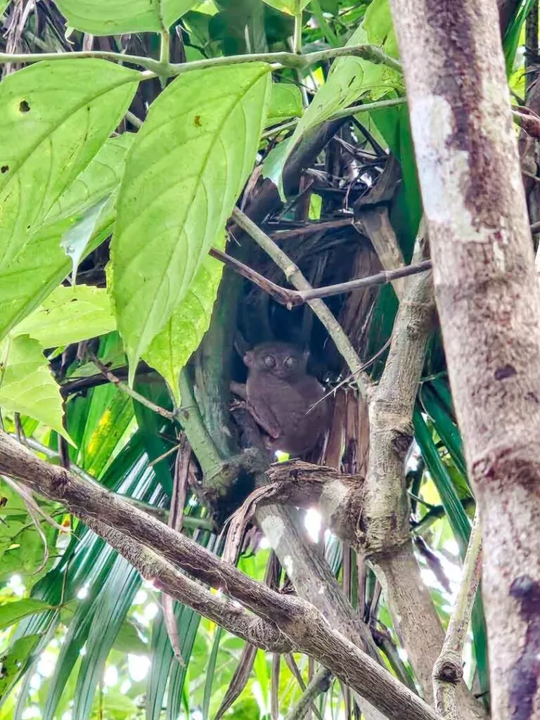 philippinen bohol tasier