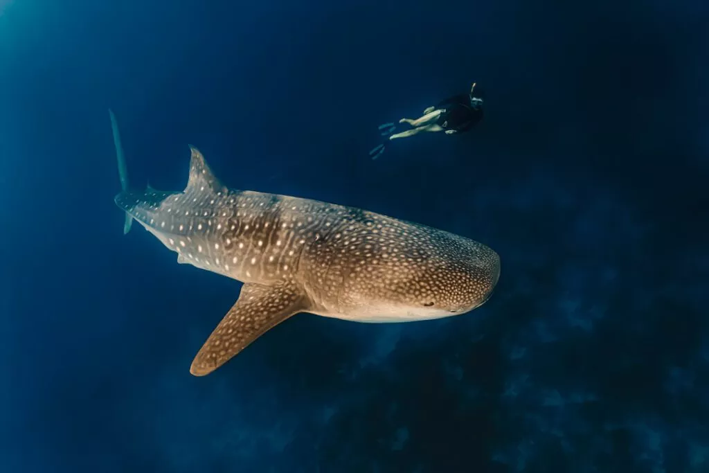 philippinen donsol walhai