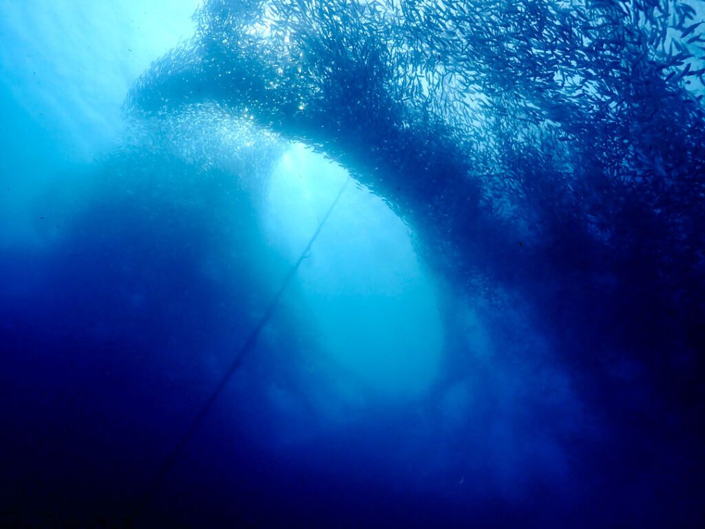 Philippinen Moalboal Sardinenschwarm