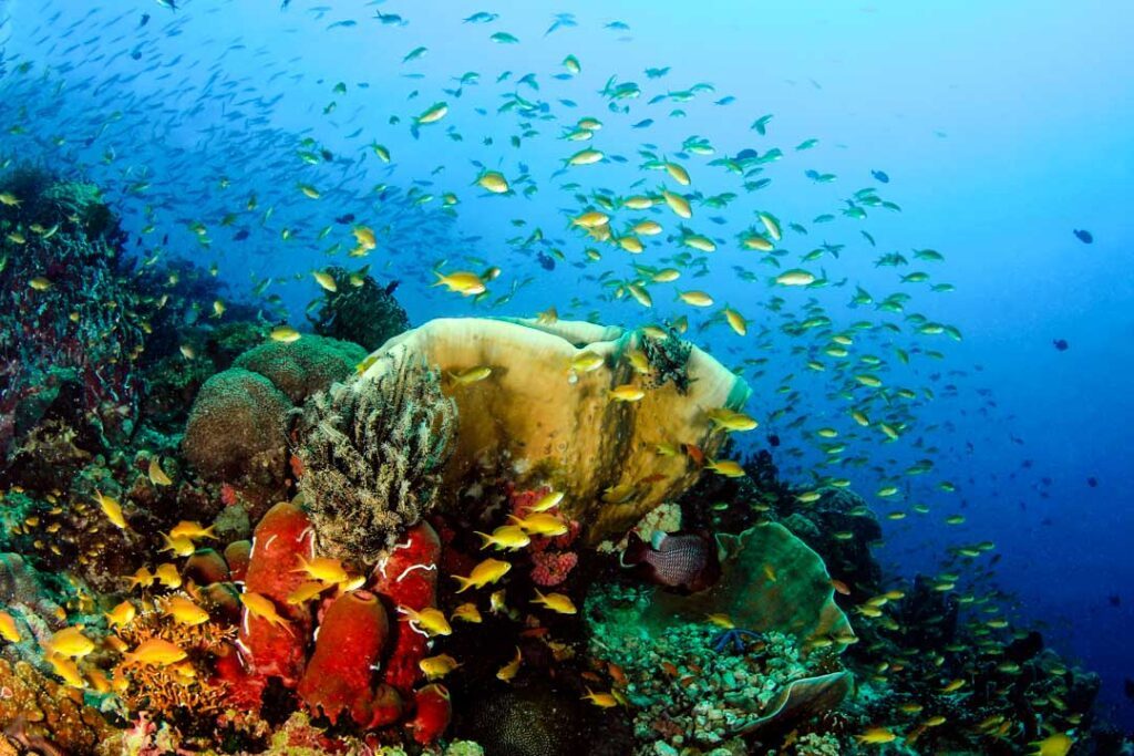 philippinen moalboal unterwasserwelt pescador island