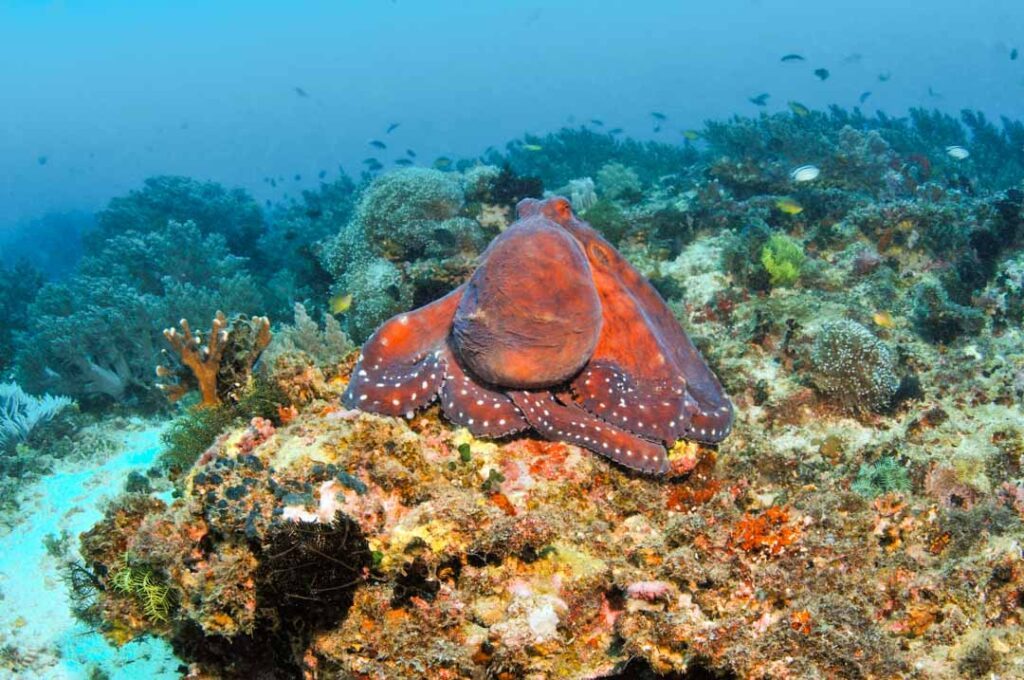 Philippinen Panglao Unterwasserwelt Pamilacan Island