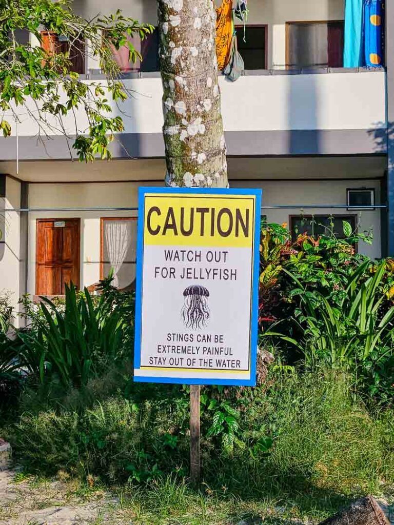 philippinen port barton quallen