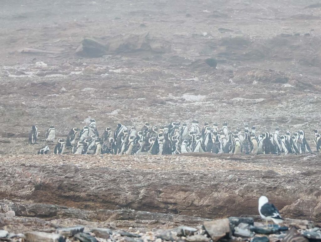pinguine auf der halifax island luederitz