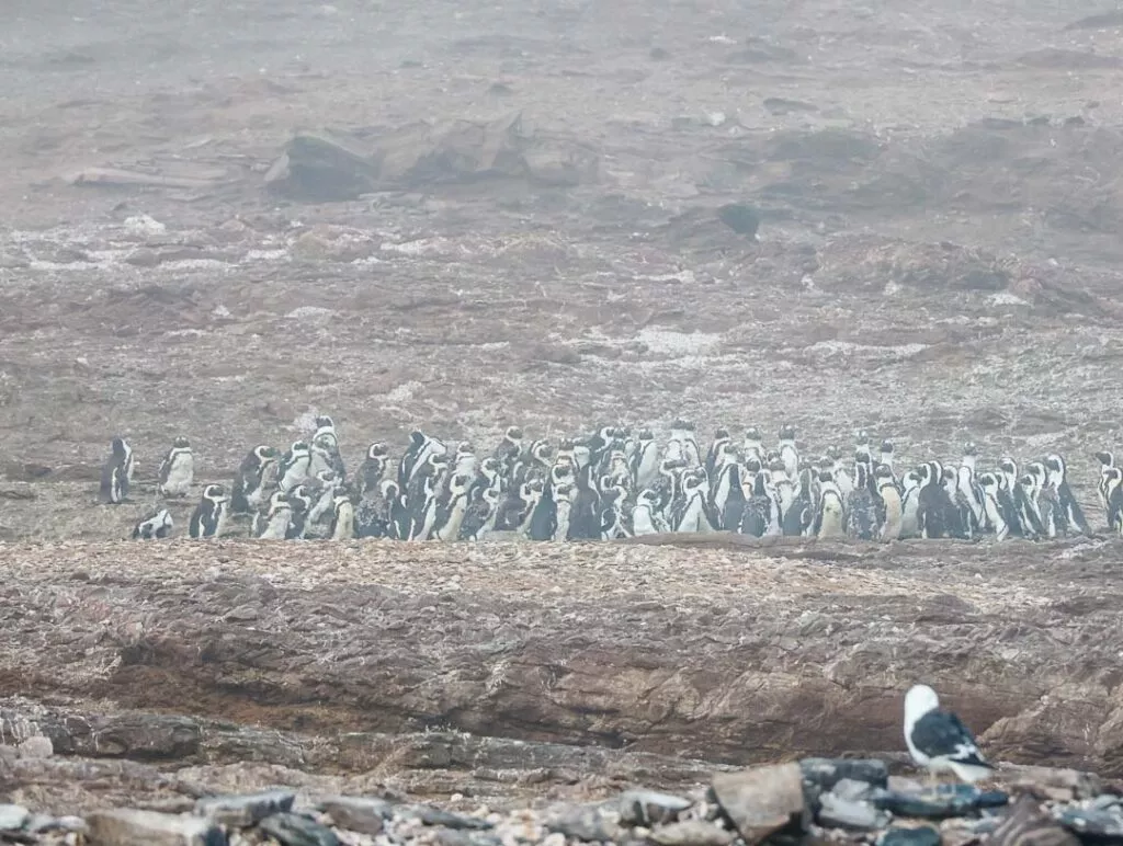 pinguine auf der halifax island luederitz