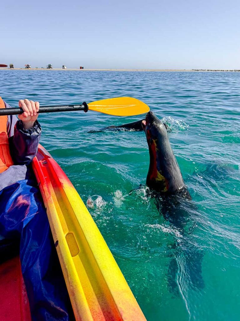 robbe knabbert am padel kajaktour in walvis bay