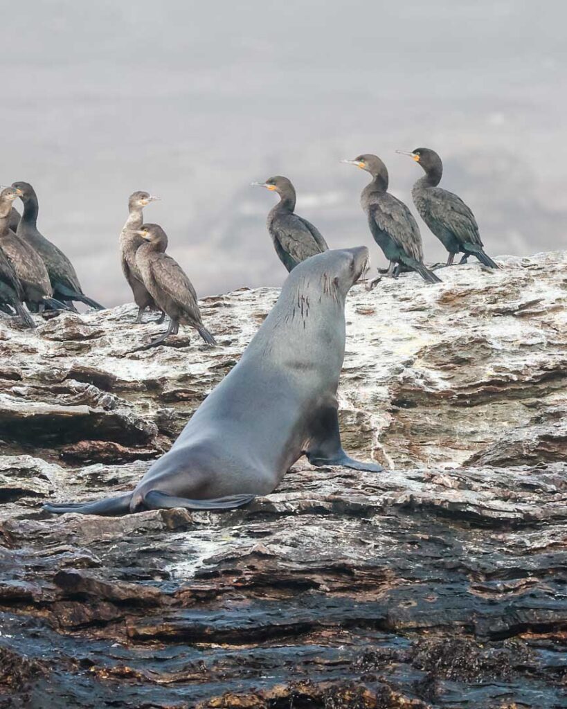 robben bei luederitz