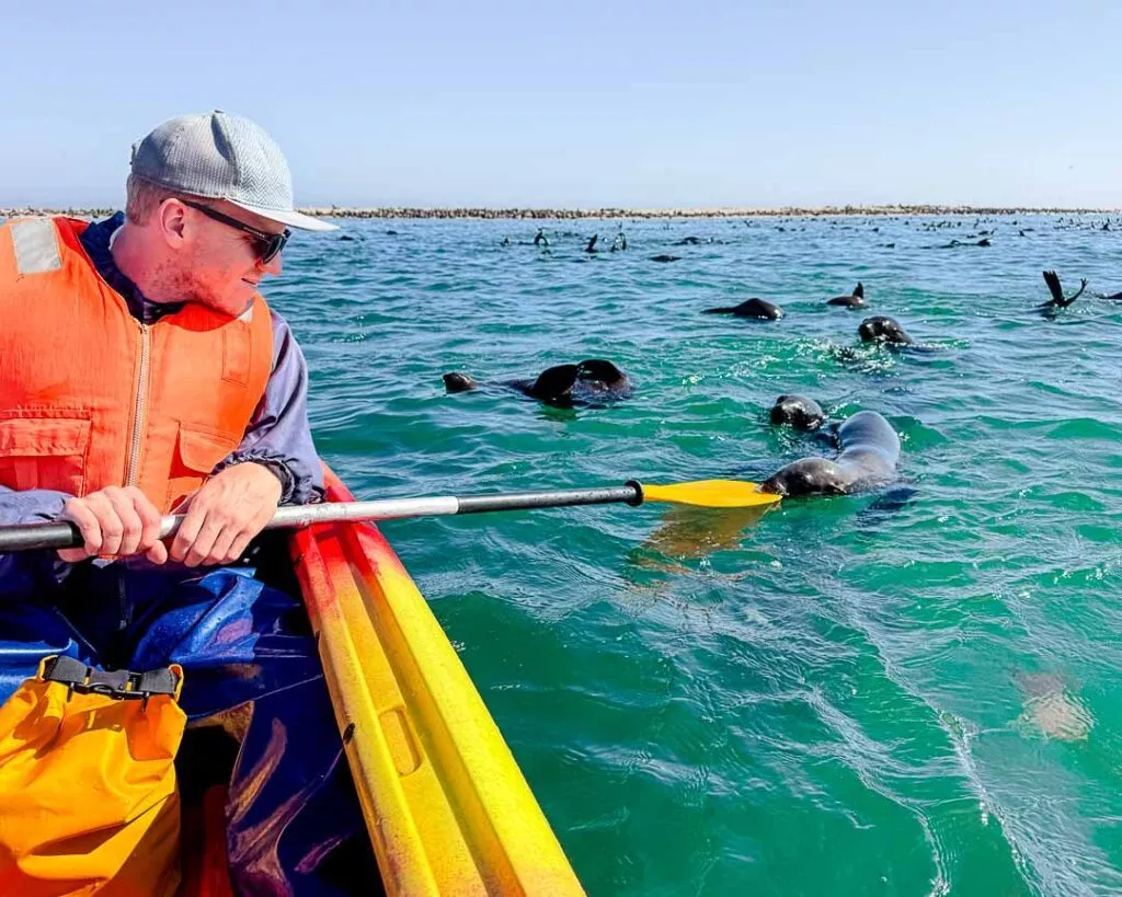 robben sind so verspielt kajaktour in walvis bay robben sind so verspielt kajaktour in walvis bay