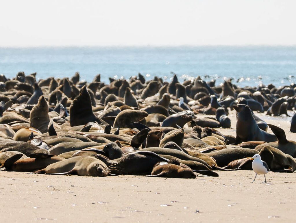 robbenkolonie bei kajaktour in walvis bay