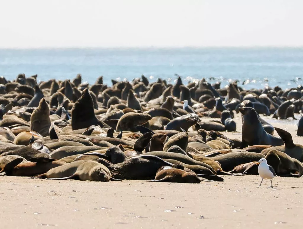 robbenkolonie bei kajaktour in walvis bay Robbenkolonie bei Kajaktour in Walvis Bay