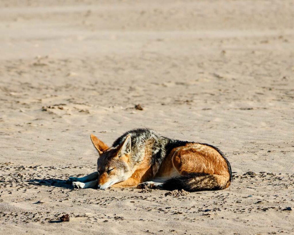 schakal bei kajaktour in walvis bay