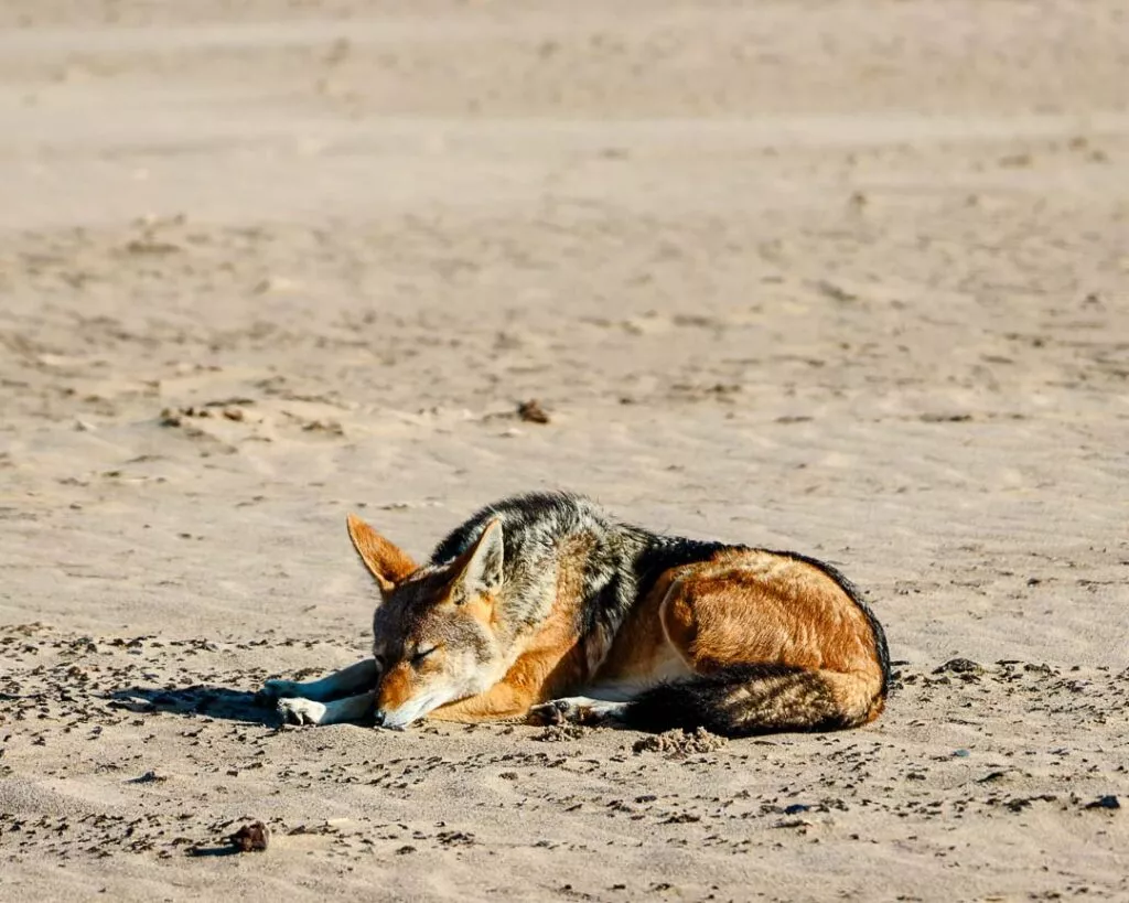 schakal bei kajaktour in walvis bay Schakal bei Kajaktour in Walvis Bay