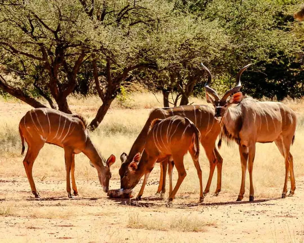 springboecke im waterberg wilderness