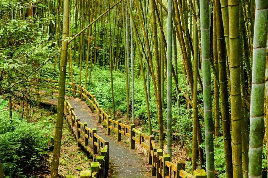 taiwan alishan bumbus im wald taiwan alishan bumbus im wald