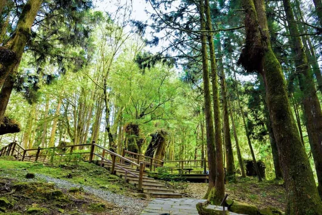 taiwan alishan giant tree boardwalk 2 taiwan alishan giant tree boardwalk 2