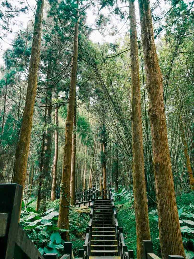 Taiwan Alishan Giant Tree Boardwalk
