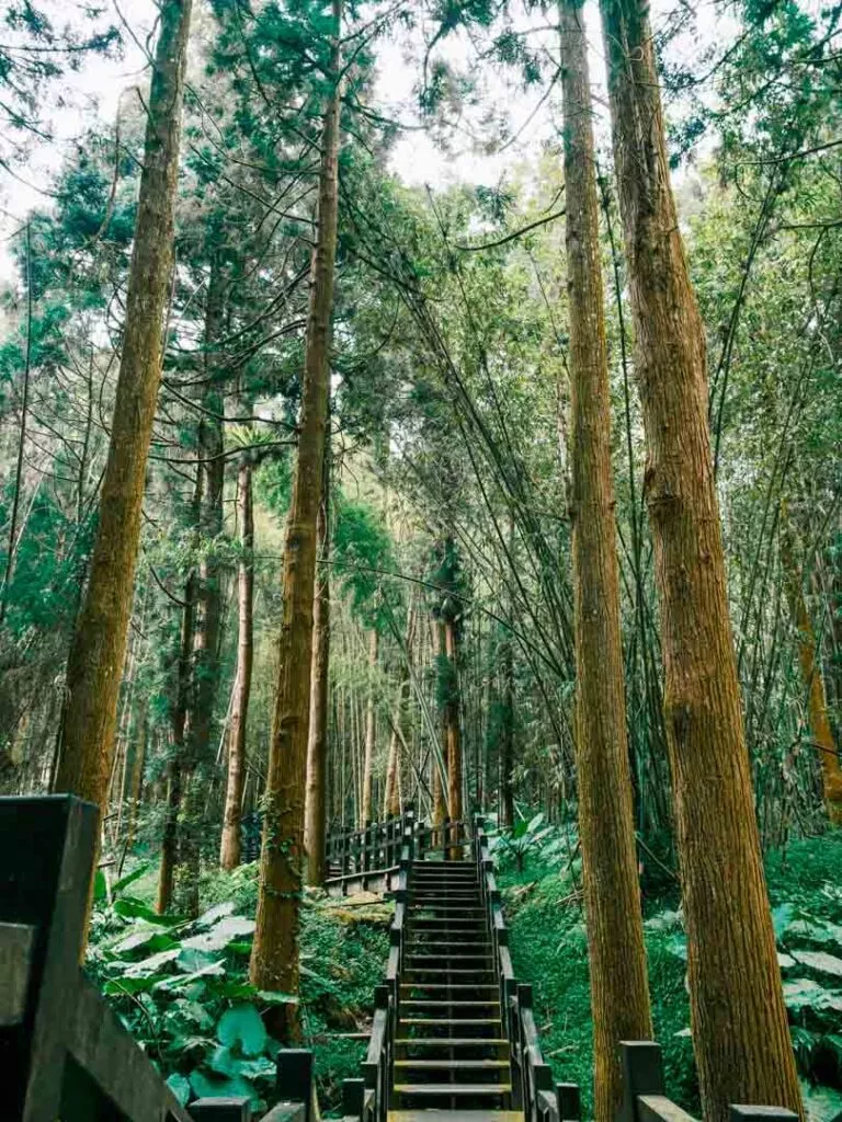 taiwan alishan giant tree boardwalk taiwan alishan giant tree boardwalk
