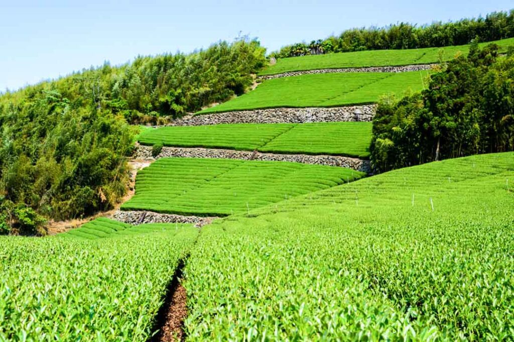 Taiwan Alishan Teeplantagen