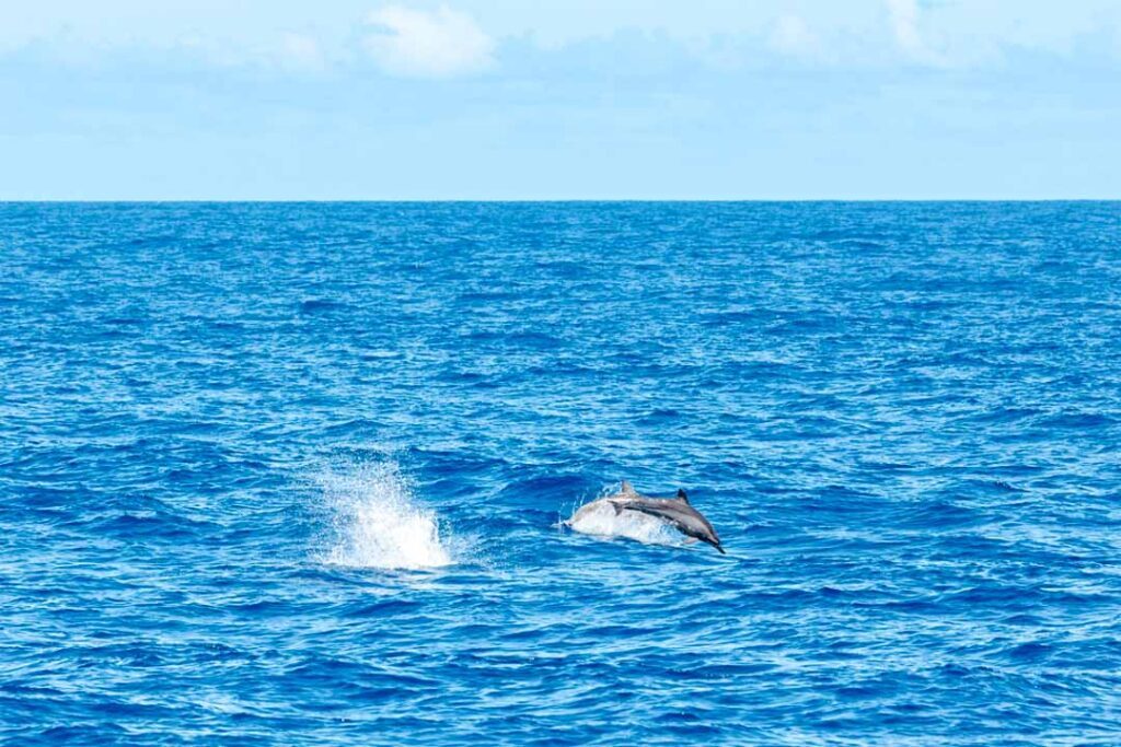 Taiwan Hualien Delfine