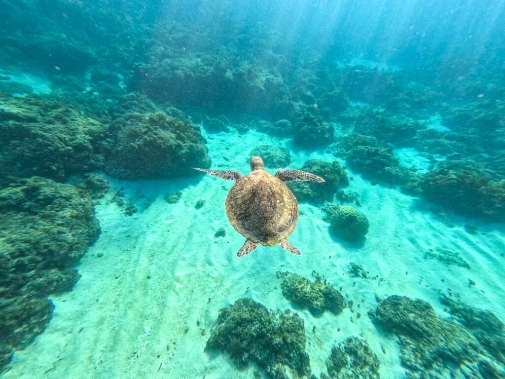 Taiwan Xiaoliuqiu Meeresschildkroete