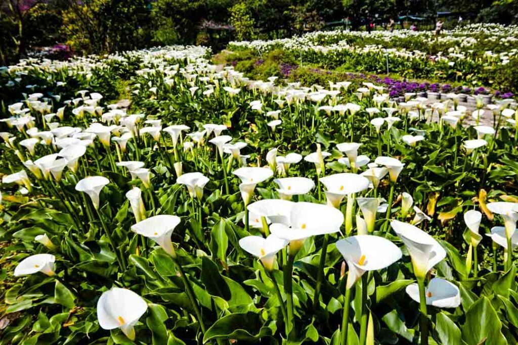 Taiwan Yangmingshan Nationalpark Bambus See